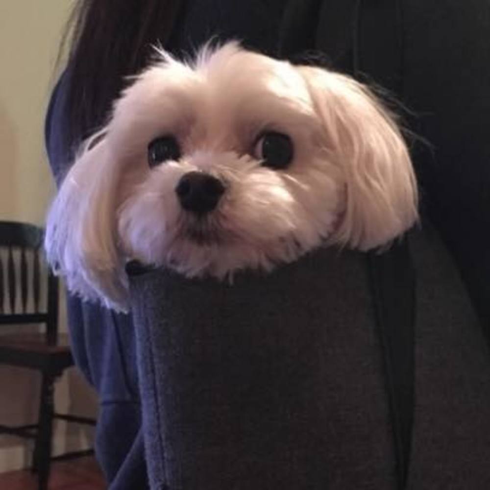 Meet your Posher, Grace